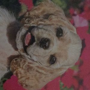 Meet your Posher, Norlie